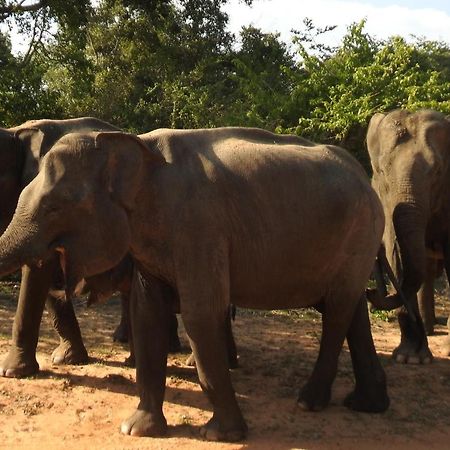 Yala Rich Lodge ทิซซามาฮารามา ภายนอก รูปภาพ
