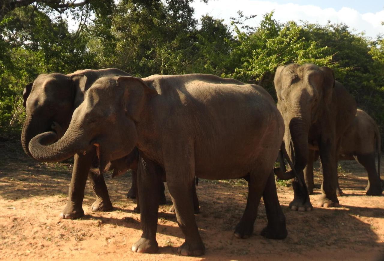 Yala Rich Lodge ทิซซามาฮารามา ภายนอก รูปภาพ