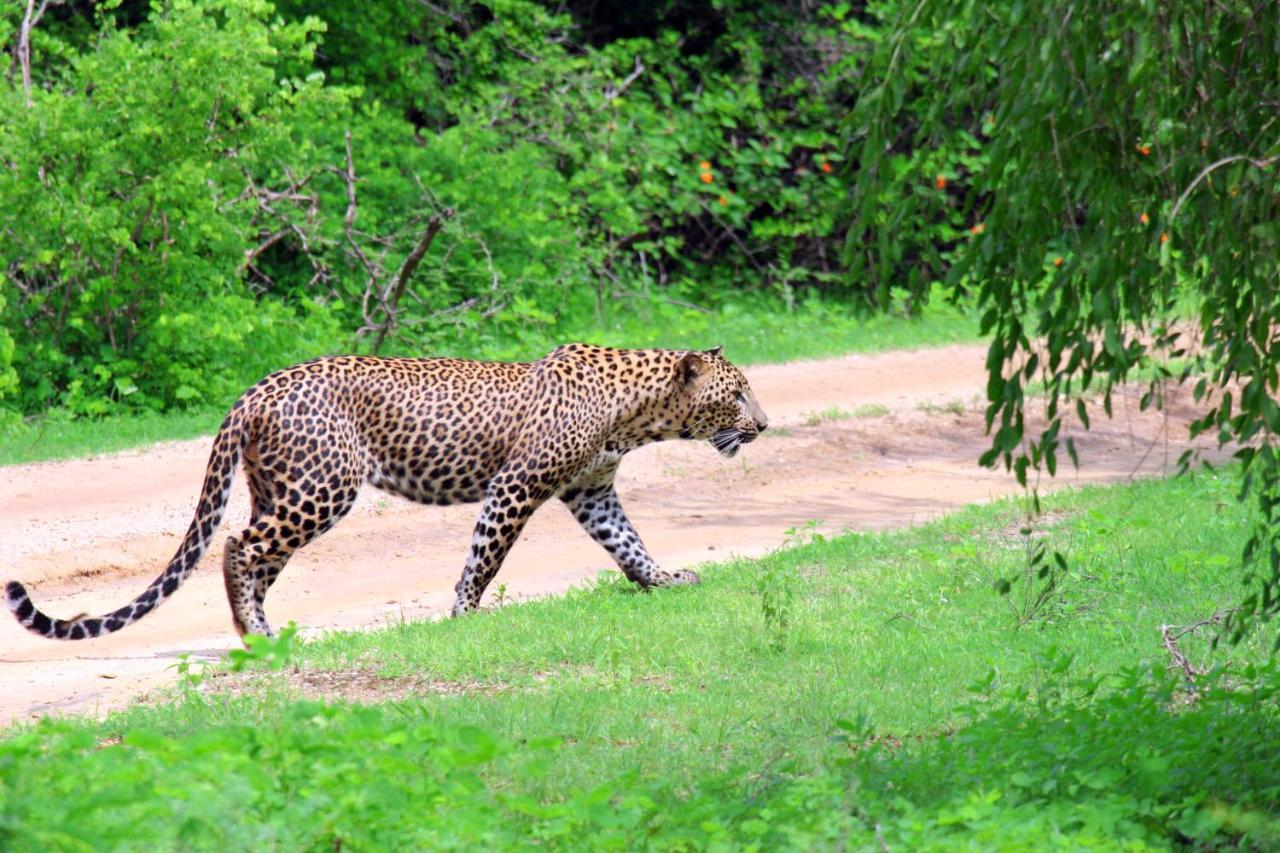 Yala Rich Lodge ทิซซามาฮารามา ภายนอก รูปภาพ